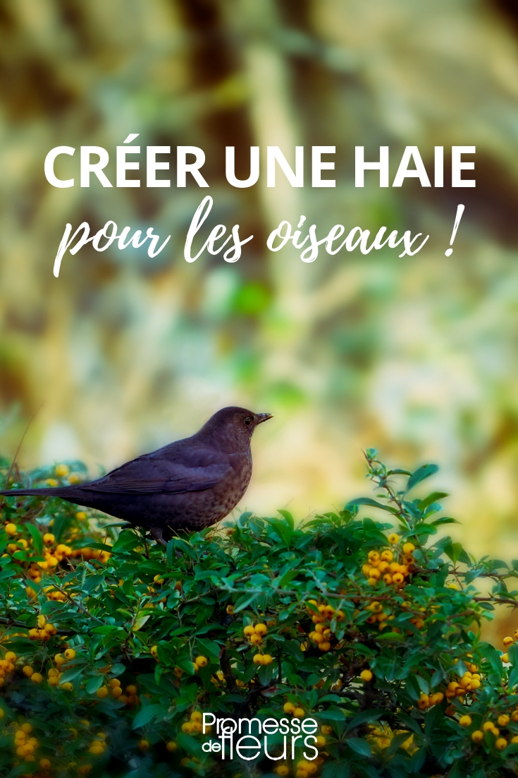 Een haag voor vogels creëren