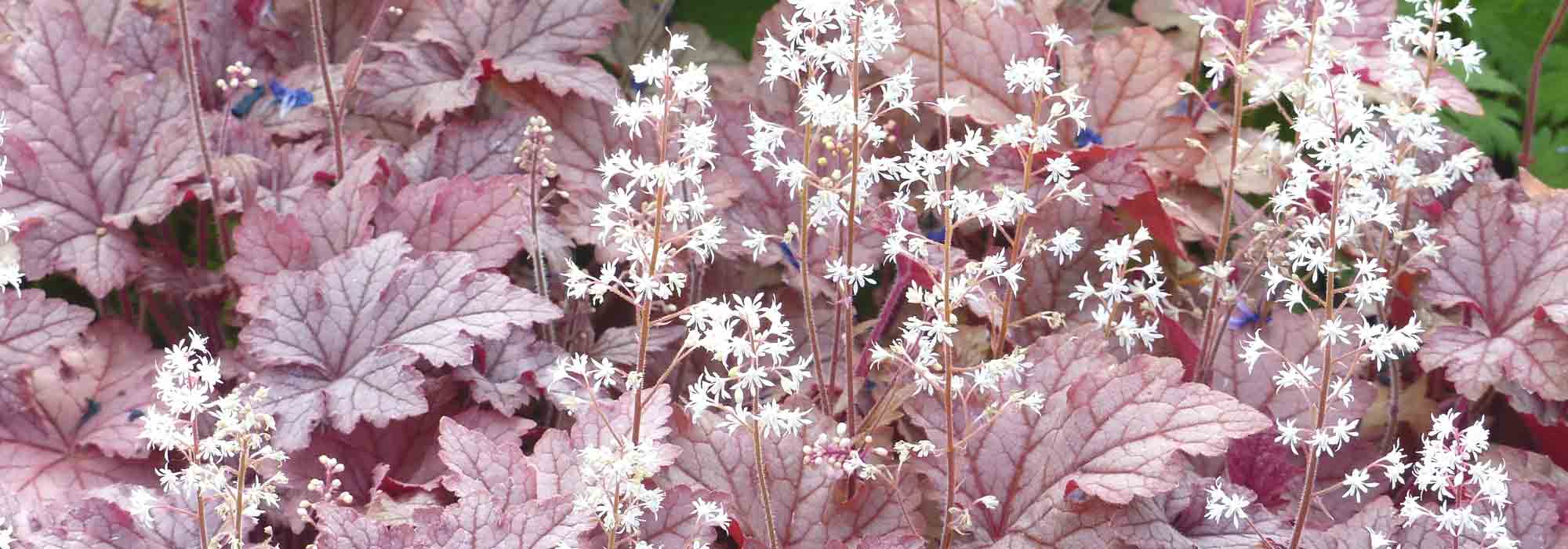 Tiarella en Heucherella planten en telen