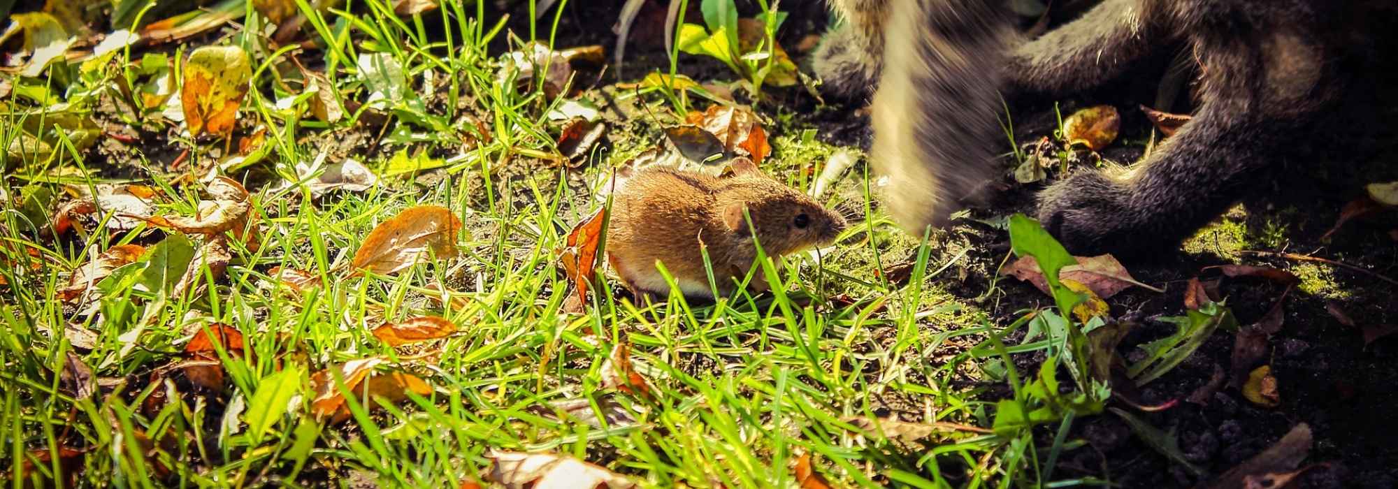 Woelmuizen: beter leren kennen en bestrijden