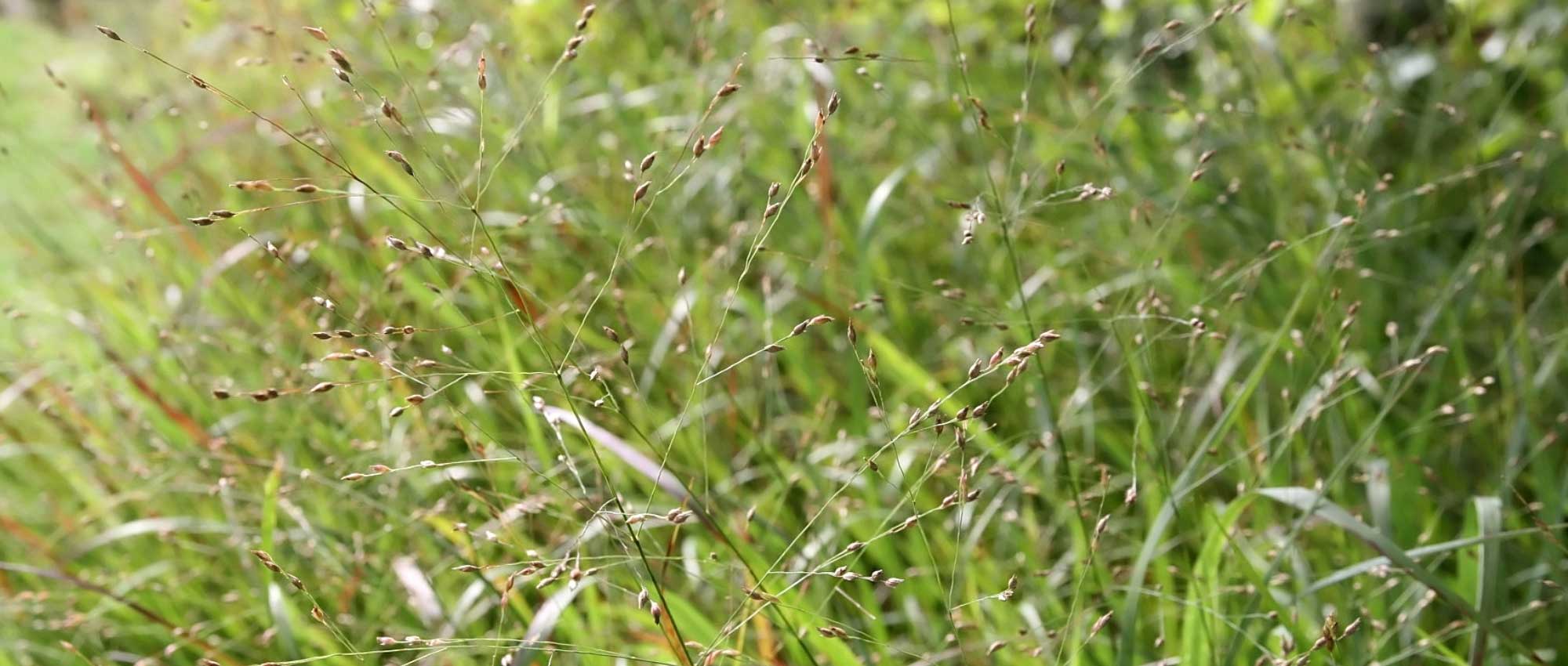 Panicum: planten, kweken, delen en onderhoud