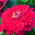 Zinnia: zaaien, planten, onderhoud