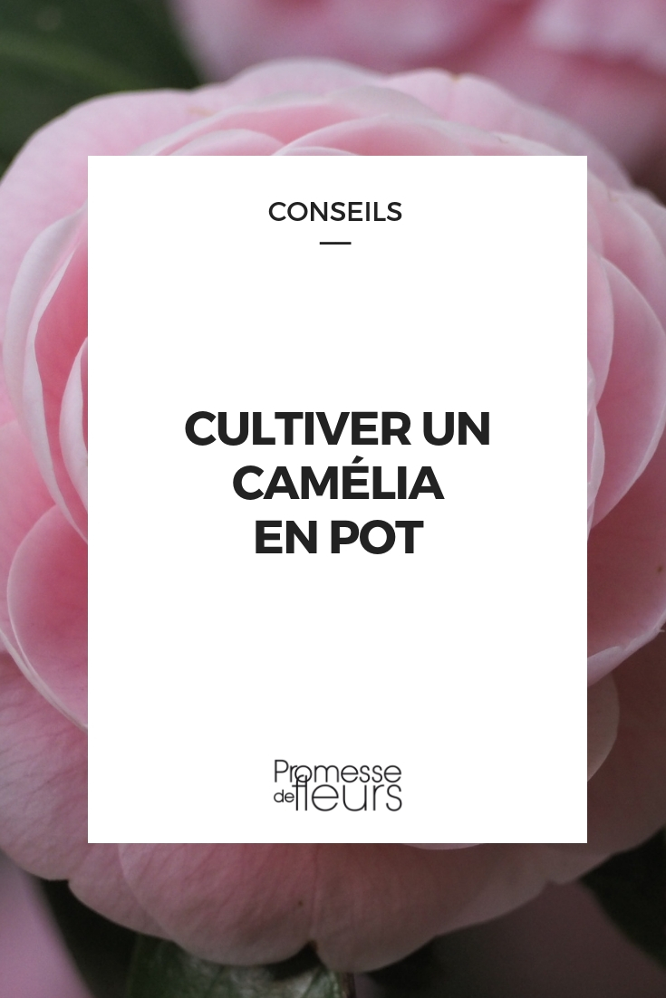 Camelia in pot kweken: tips