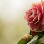 Camelia's combineren
