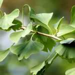 Ginkgo biloba, Japanse notenboom: planten, onderhoud en gebruik