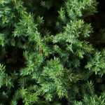 Juniperus en jeneverbessen: planten, snoeien en onderhouden
