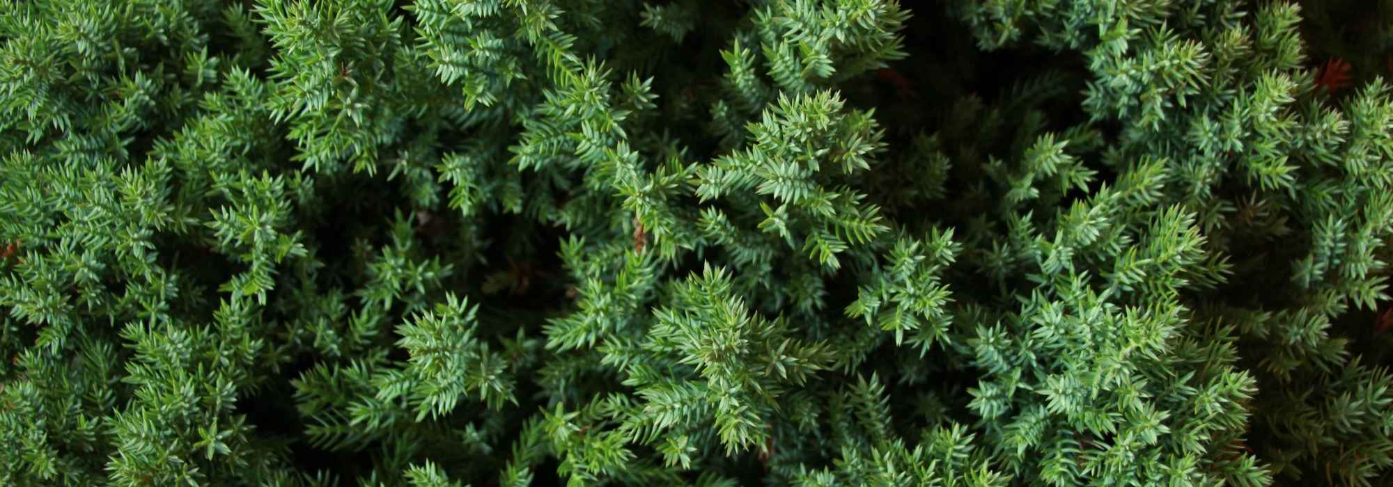 Juniperus en jeneverbessen: planten, snoeien en onderhouden