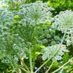 Invasieve of woekerende plant: laten we niet alles door elkaar halen!