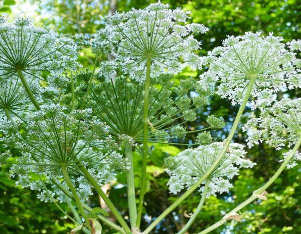 Invasieve of woekerende plant: laten we niet alles door elkaar halen!