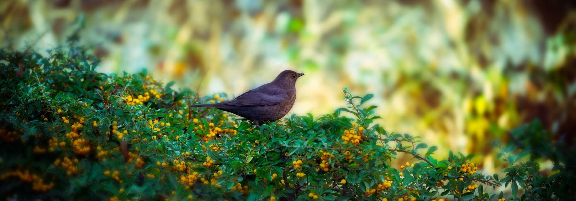 Haag voor vogels: welke heesters kiezen?