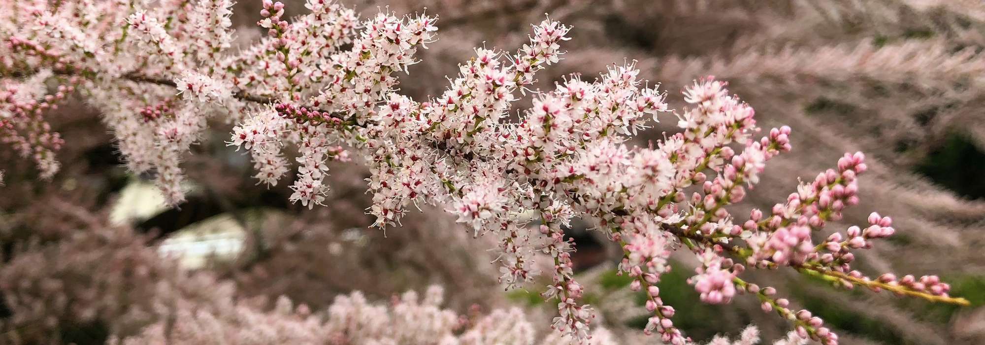 Tamarisk planten, snoeien en verzorgen