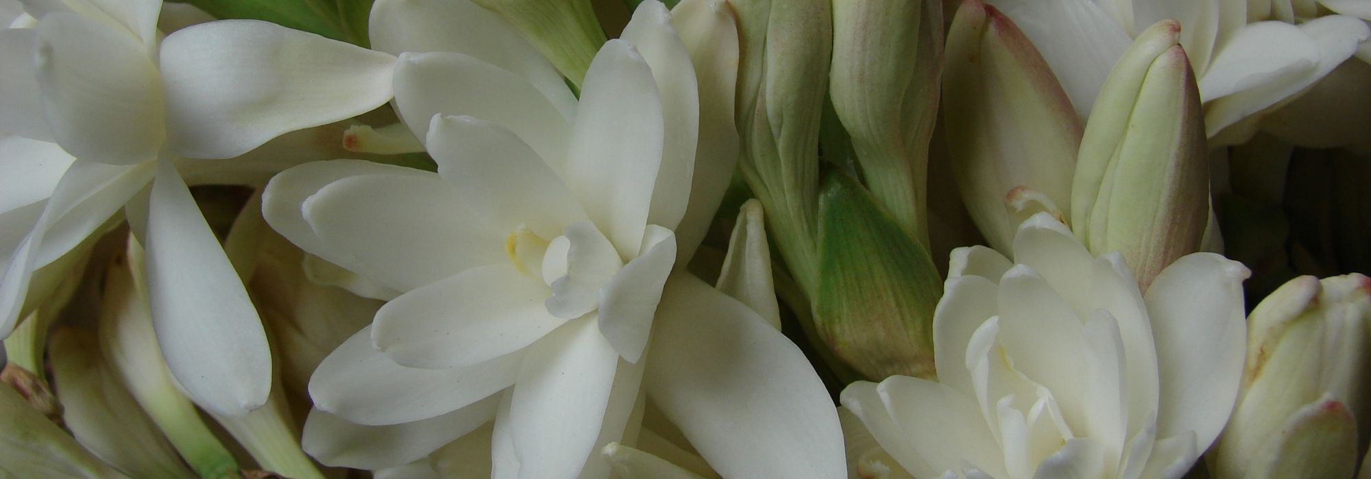 Tuberozen: planten, kweken en onderhoud