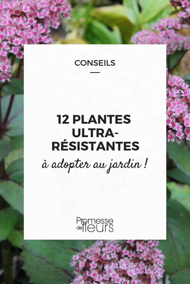 IJzersterke planten voor de tuin