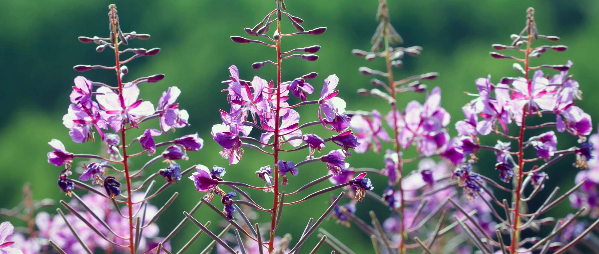 Basterdwederik: planten, kweken en verzorgen