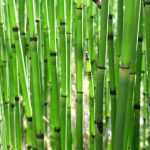 Paardenstaart (Equisetum): planten, kweken en verzorgen