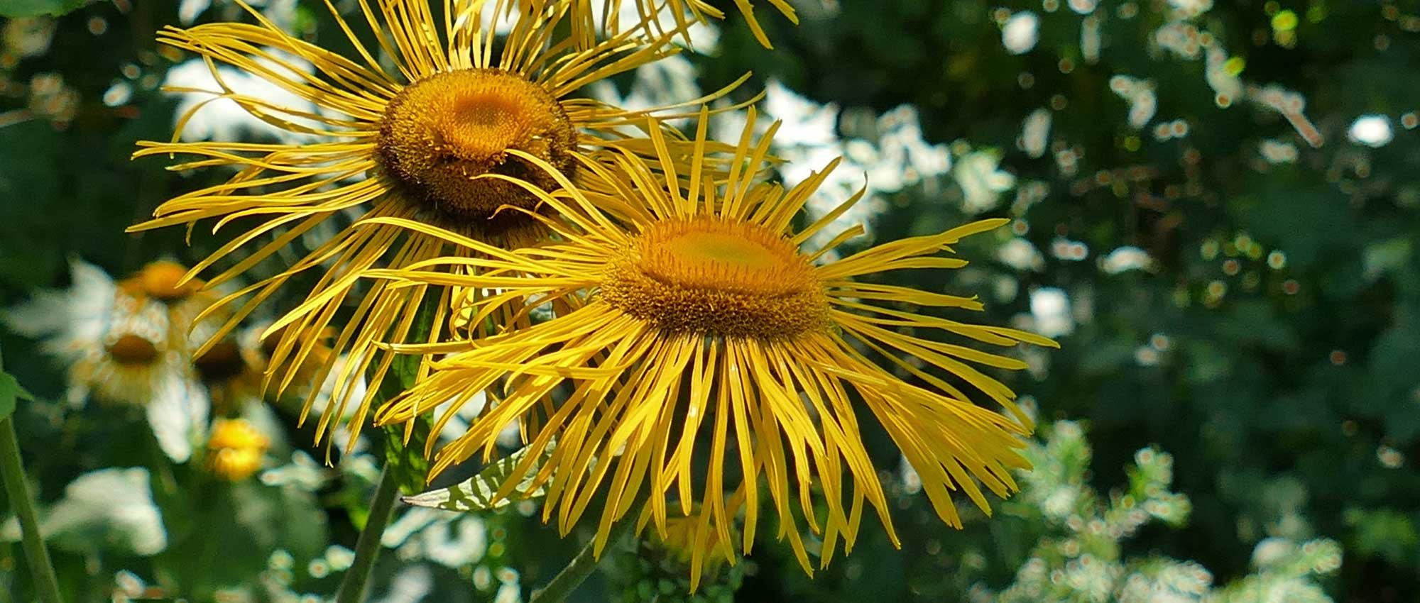 Inula, alant: planten, telen en onderhouden