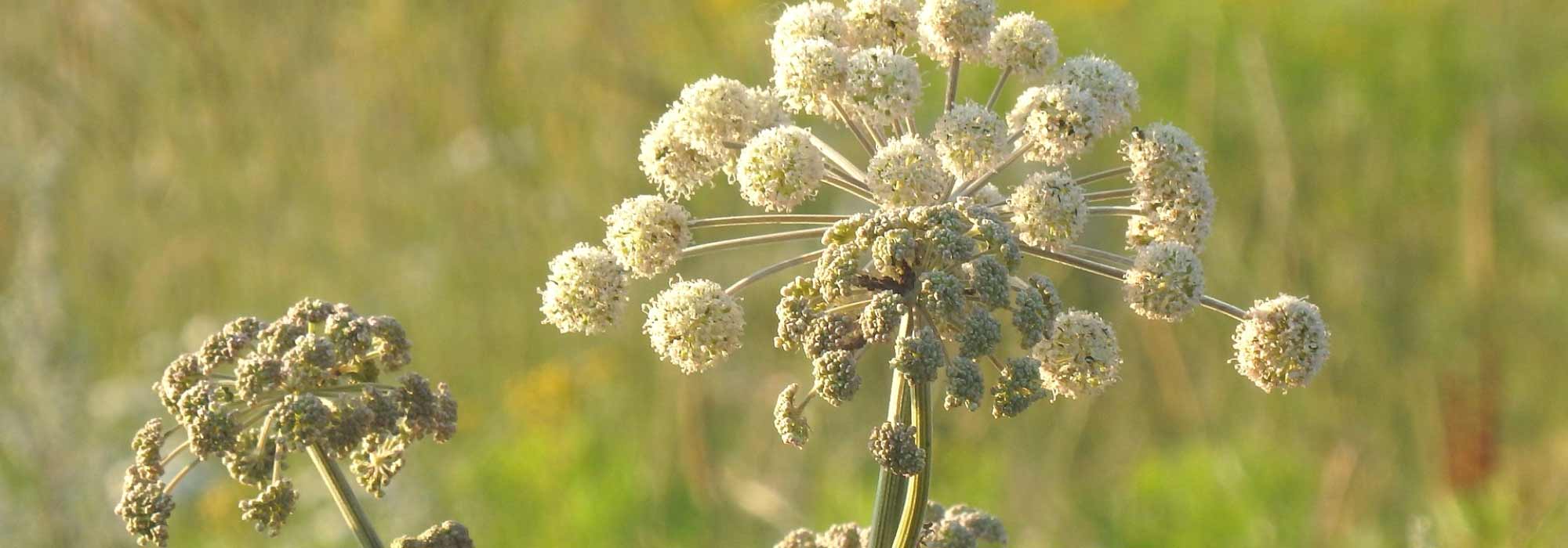 Engelwortel: zaaien, planten en onderhoud