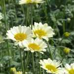 Anthemis: planten en onderhouden
