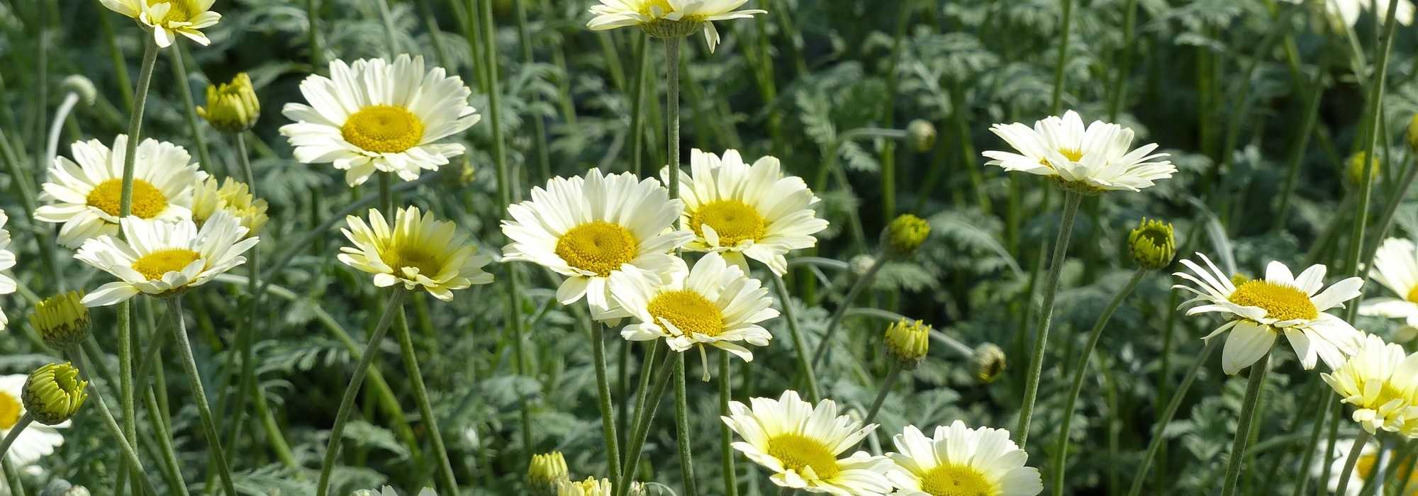 Anthemis: planten en onderhouden