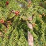 Cryptomeria, Japanse ceder: planten, snoeien en onderhouden