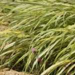 Hakonechloa, Japans berggras: planten, kweken en verzorgen