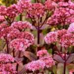 12 ultrasterke planten voor de tuin