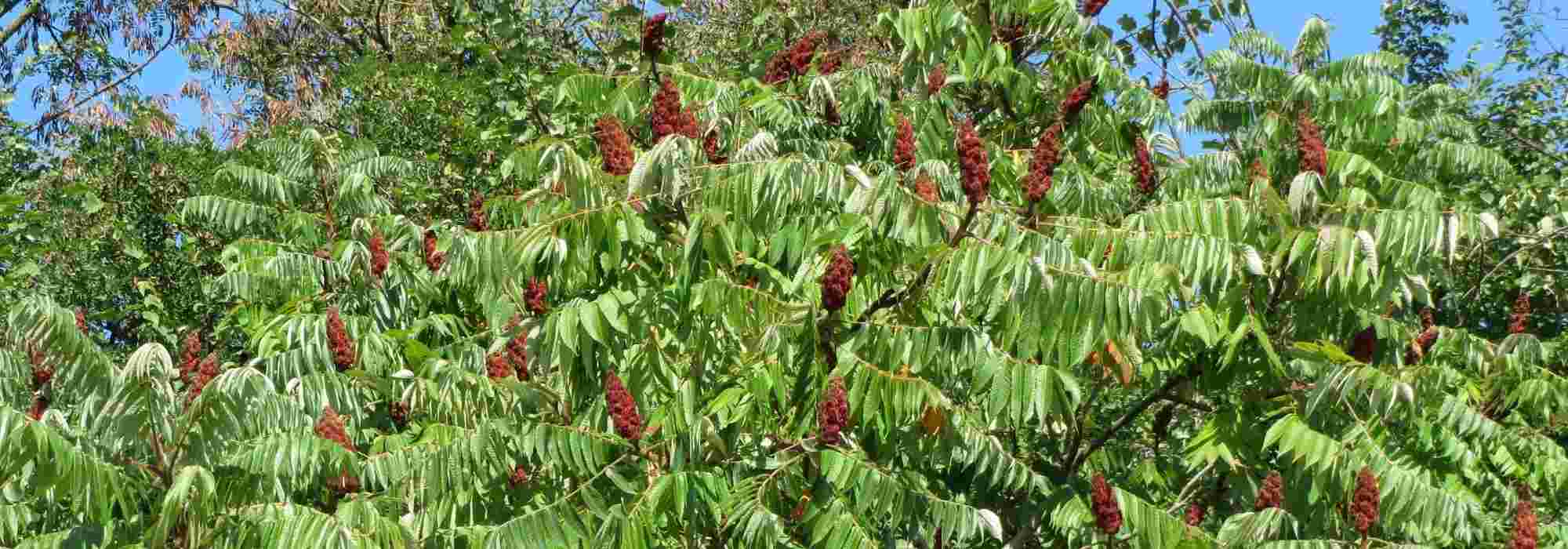 Sumak, fluweelboom: planten, kweken en onderhoud