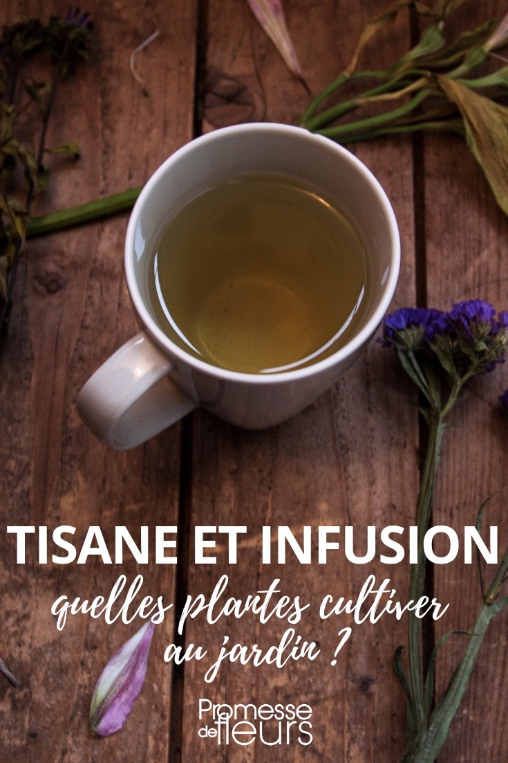 kruidenthee en infusie
