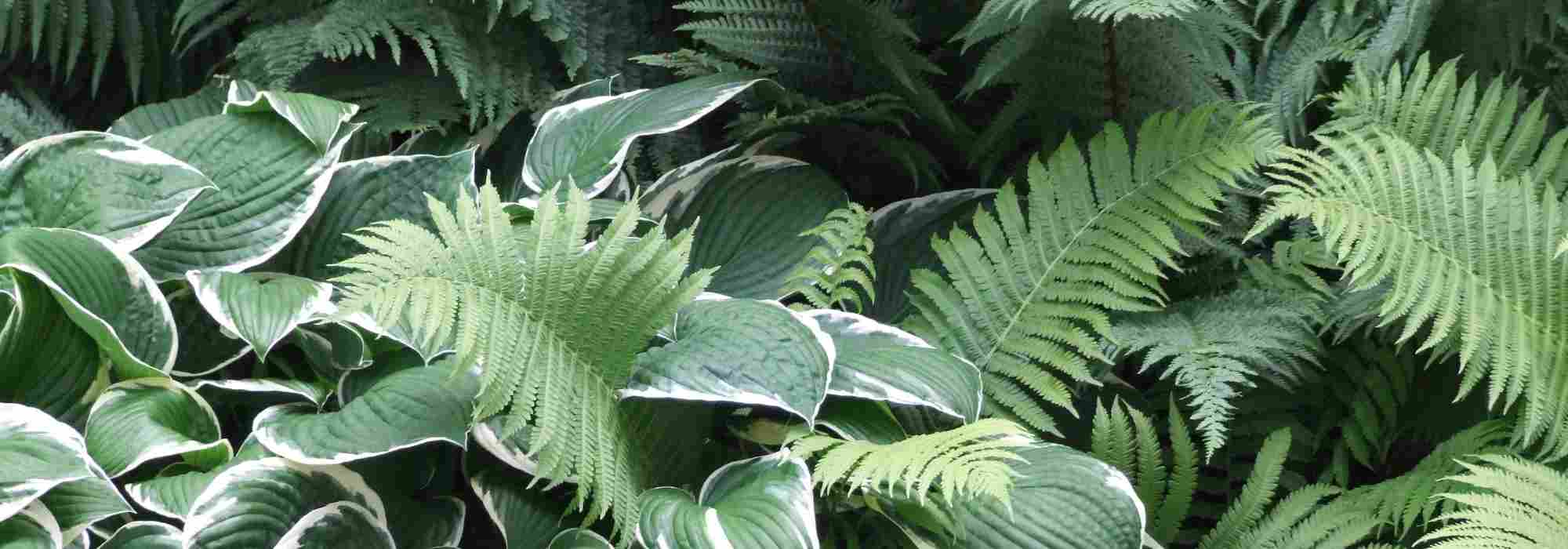 Een schaduwborder maken: welke planten kiezen?