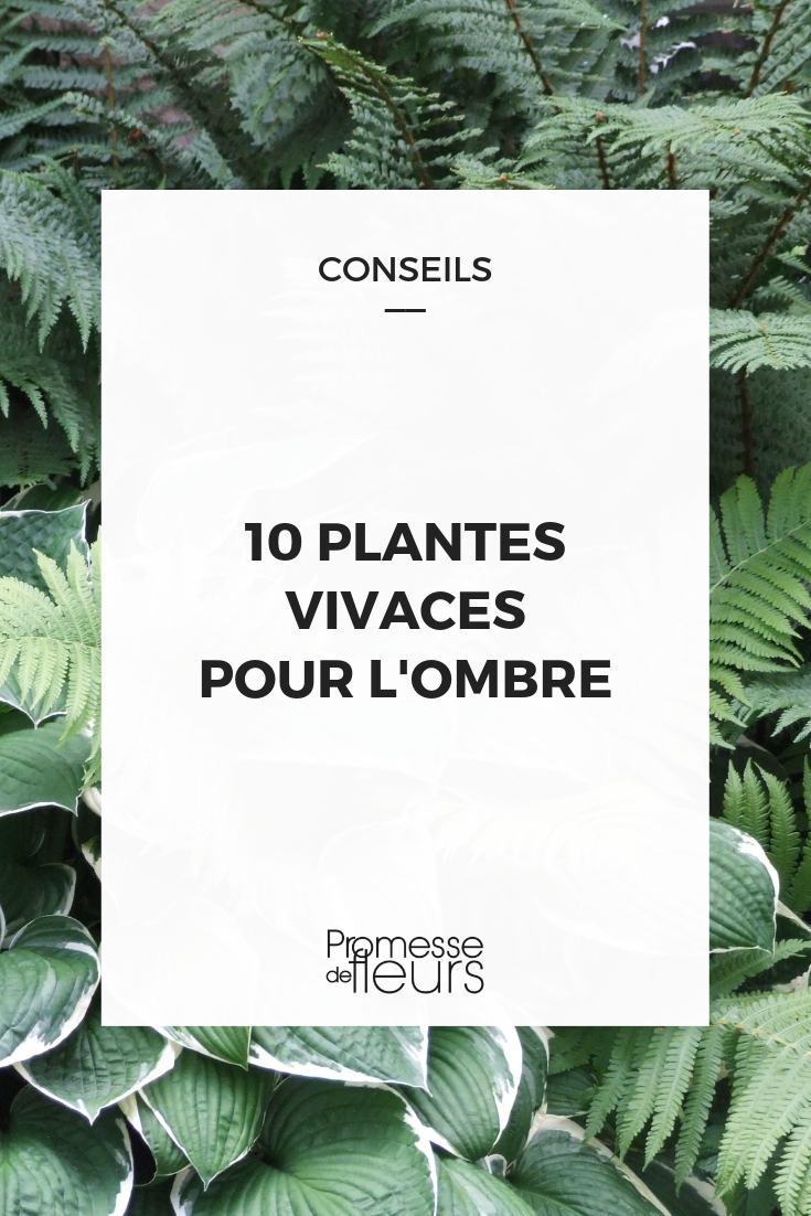 Schaduwplanten: 10 onmisbare vaste planten