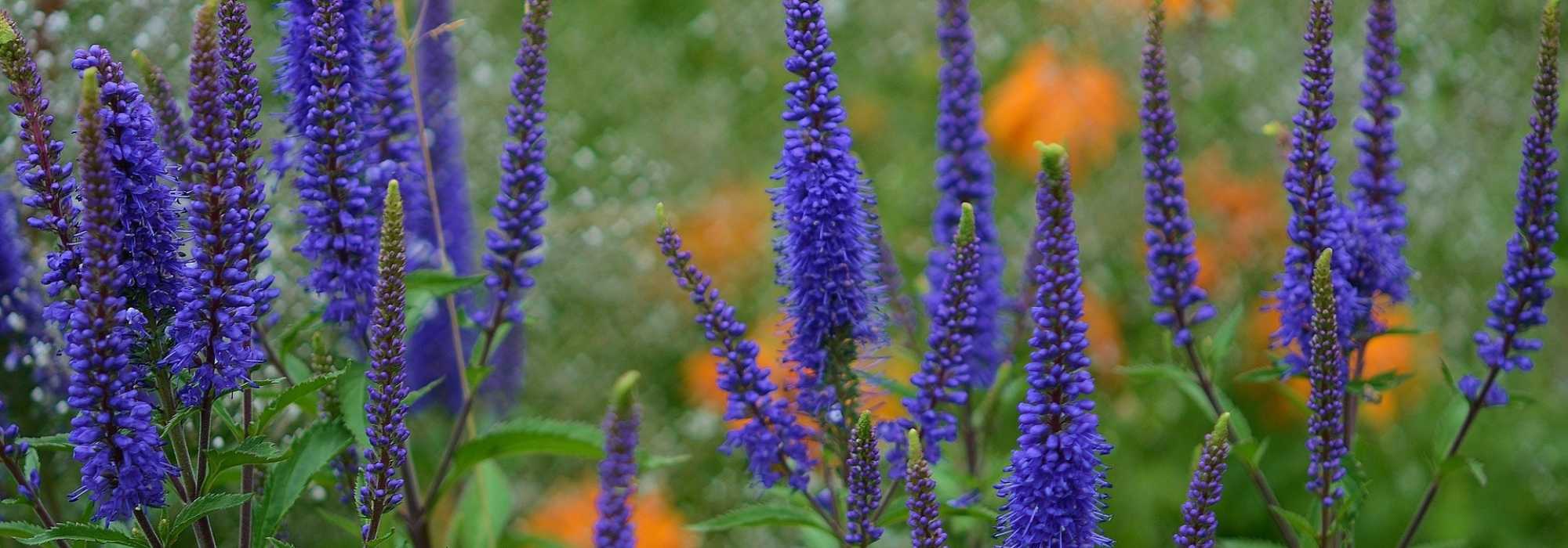 Vaste ereprijs: planten en onderhouden