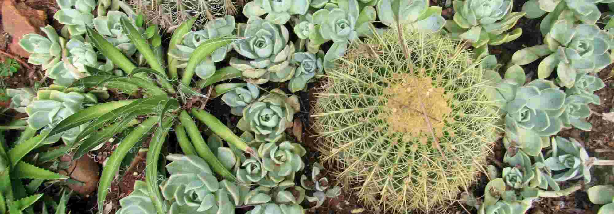 10 winterharde planten voor een exotische droge tuin