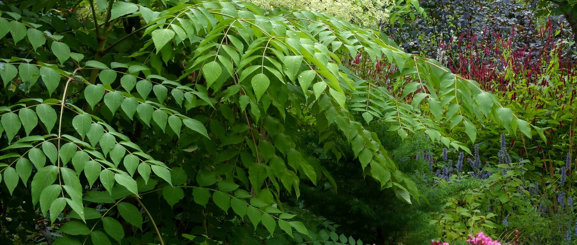 Aralia: planten, kweken en onderhoud