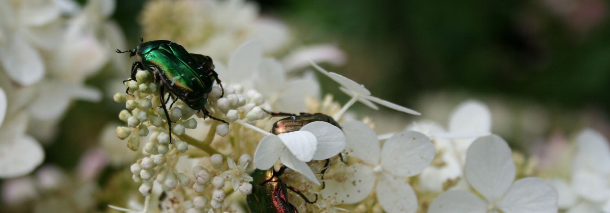 Gouden tor: alles over dit grote tuininsect