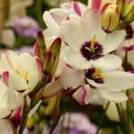 Ixia: planten, kweken en onderhoud