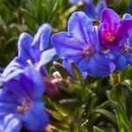 Lithodora: planten, kweken en onderhoud