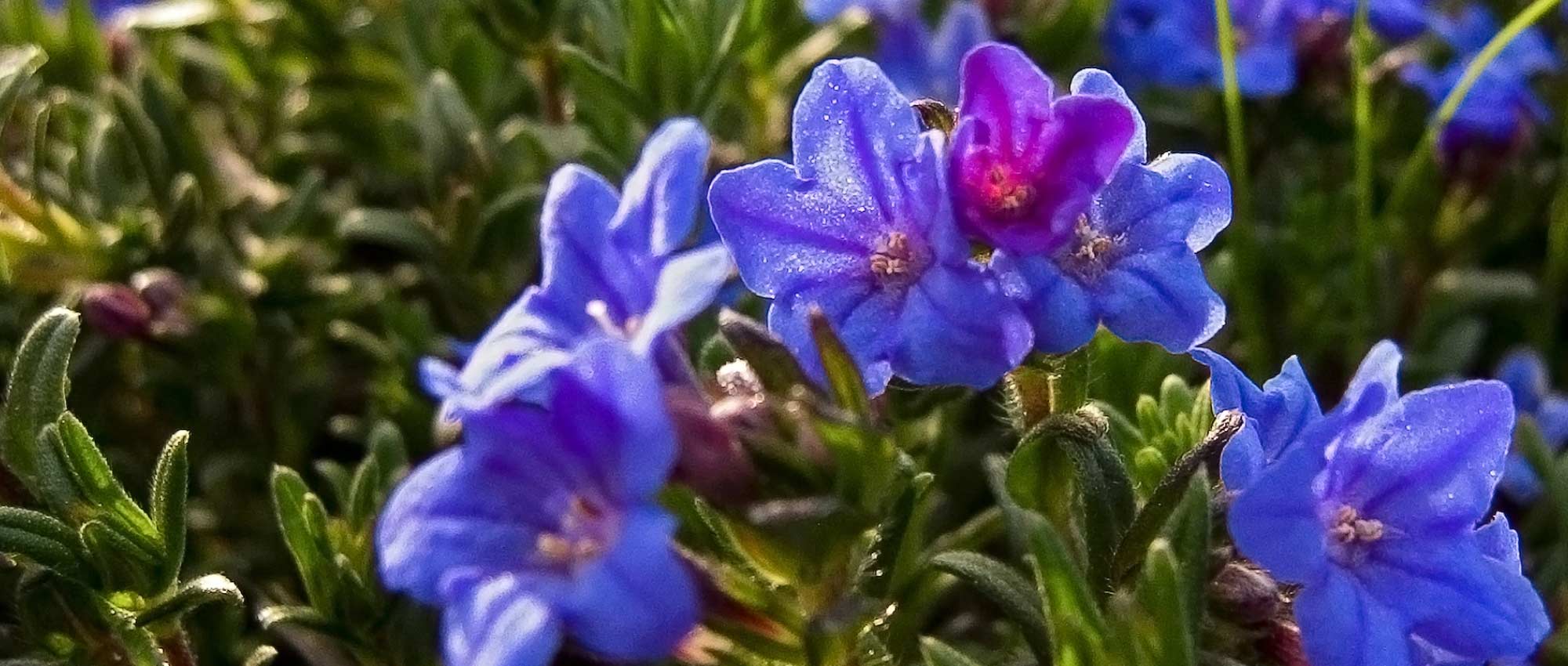 Lithodora: planten, kweken en onderhoud