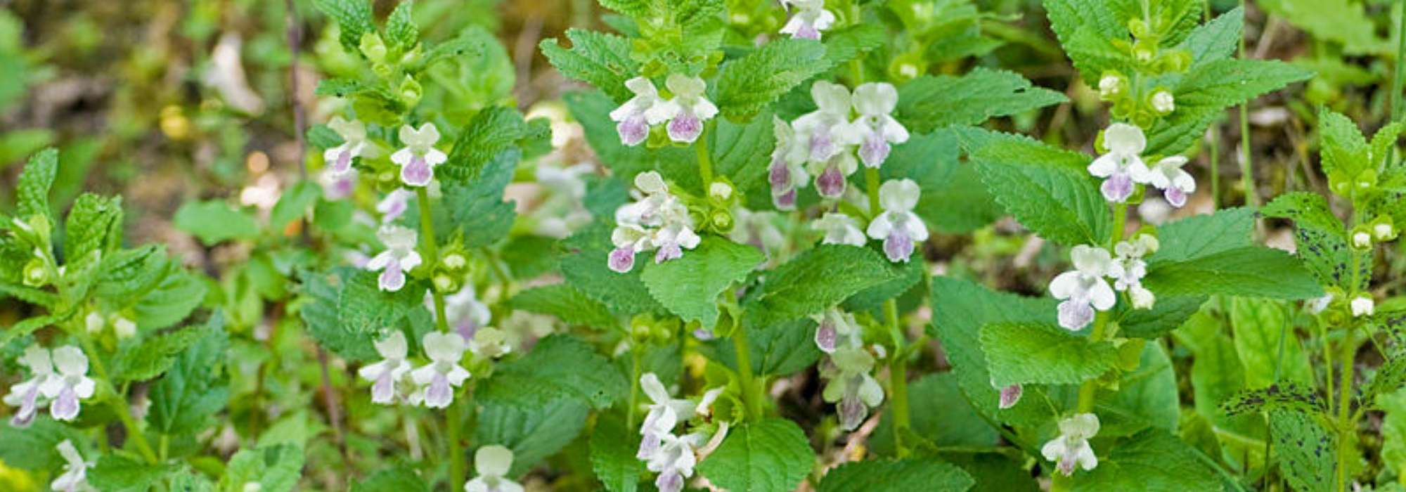 Melittis melissophyllum, bijenblad: planten en verzorgen