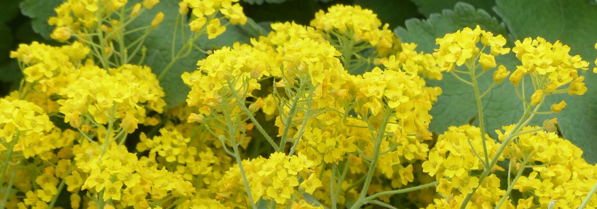 Alyssum en rotsschildzaad: zaaien, planten en verzorgen