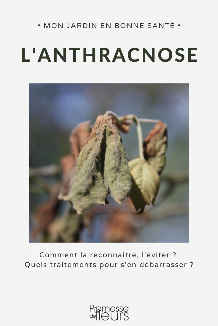 anthracnose-ziekte