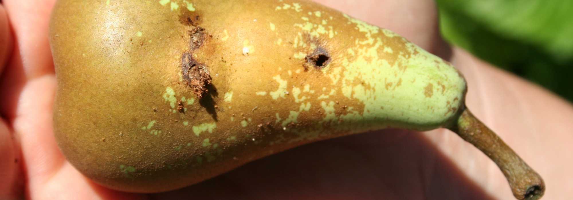 De fruitmot