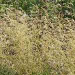 Deschampsia, ruwe smele: planten, onderhoud en combineren