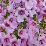 Diascia: zaaien, planten, telen
