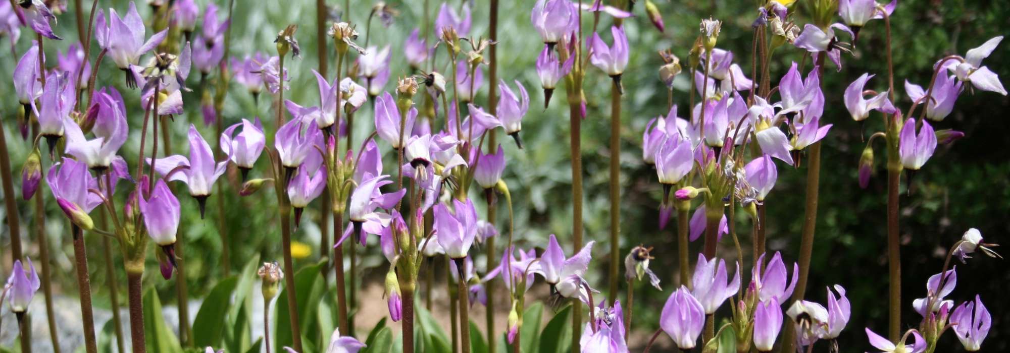 Dodecatheon, twaalfgodenkruid: planten en telen