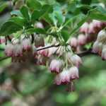 Enkianthus, pronkklokje: planten, telen en onderhouden