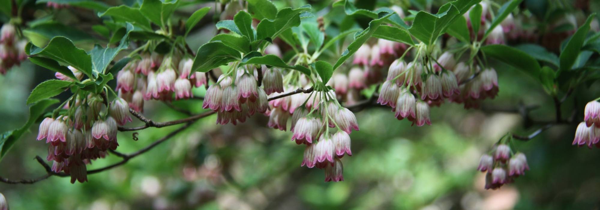Enkianthus, pronkklokje: planten, telen en onderhouden
