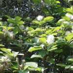 Fothergilla: planten, snoeien en onderhouden