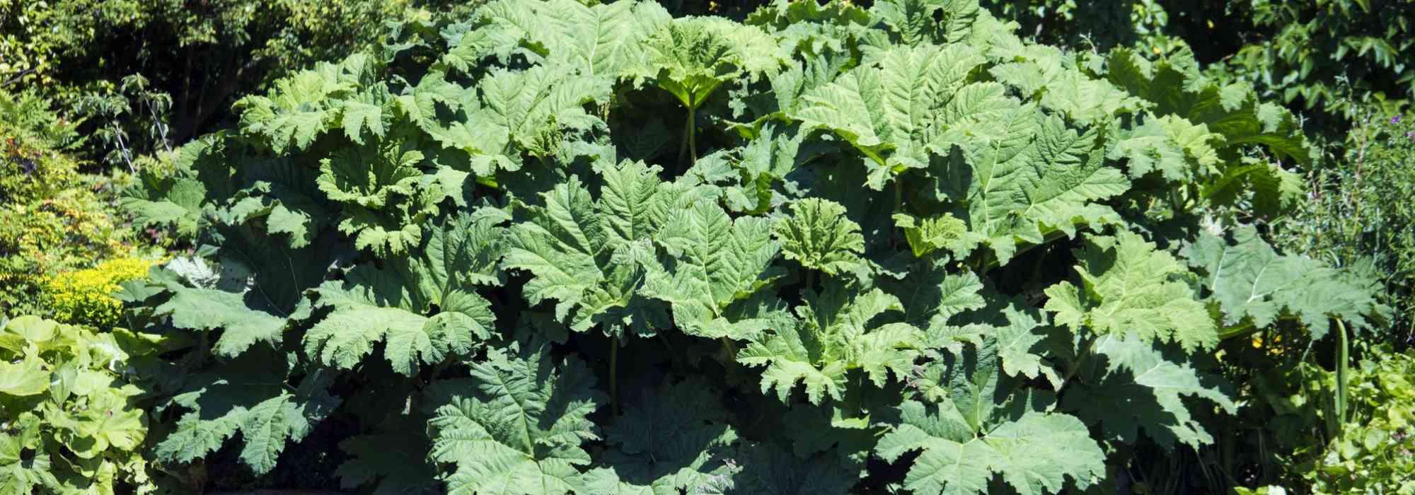 Gunnera, mammoetblad: planten en verzorgen