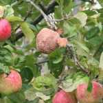 Moniliose bij fruitbomen