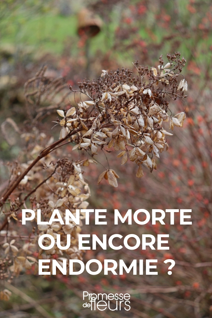 rustperiode van planten