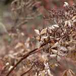 Dode plant of nog in rust?